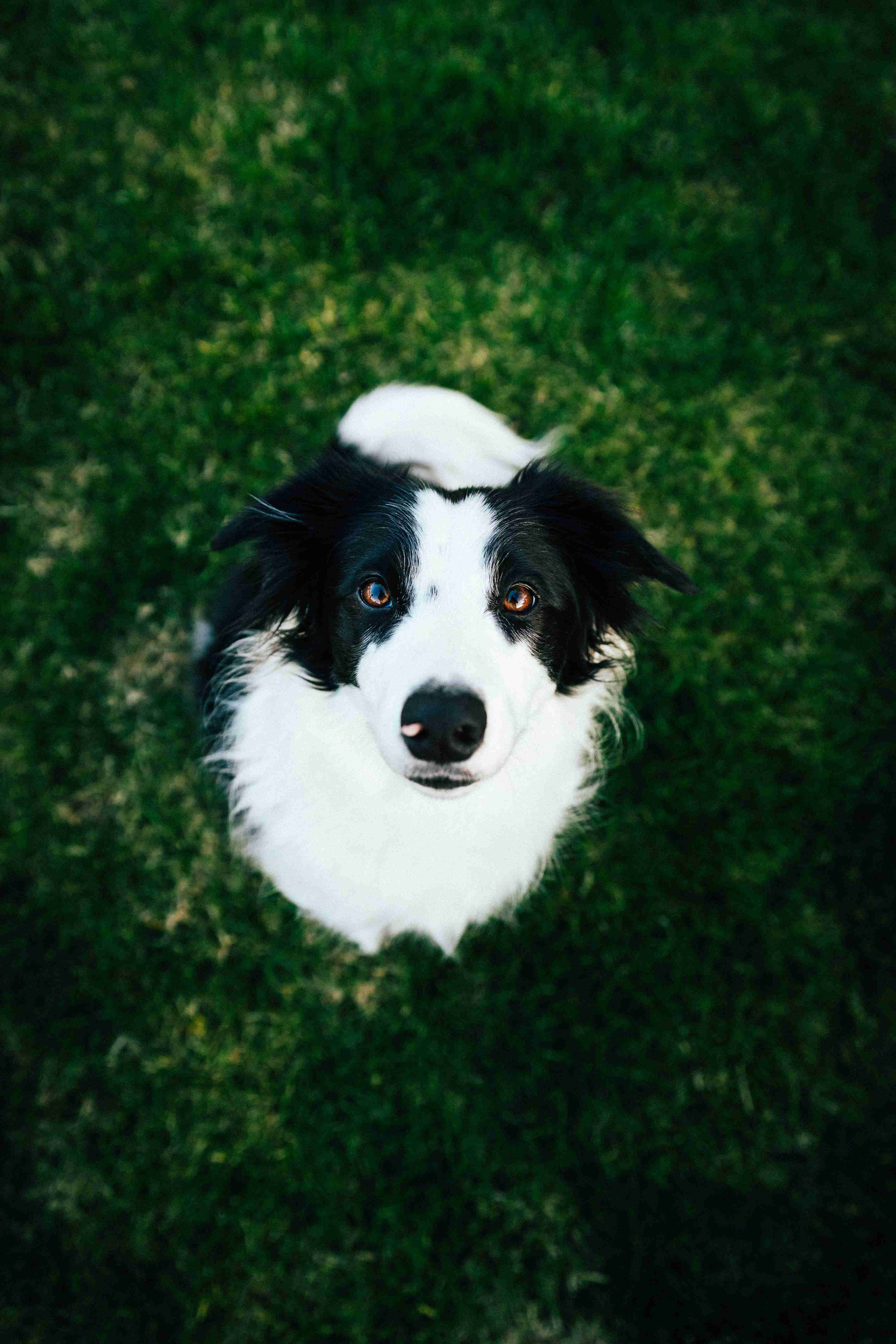 Silence, Please! A Step-by-Step Guide to Teach Your Border Collie to Be Quiet on Command